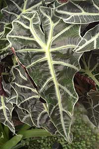 آلوکازیا - بابا آدم